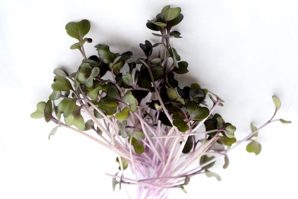 Red Cabbage Microgreens